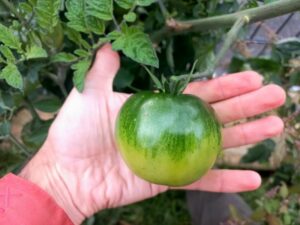 Tomates vertes