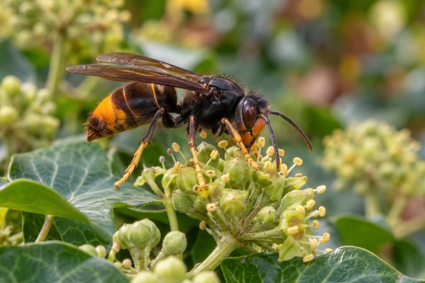 Illustration d’un frelon asiatique sur des fleurs de lierre