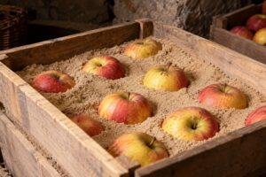 conserver les pommes dans du sable